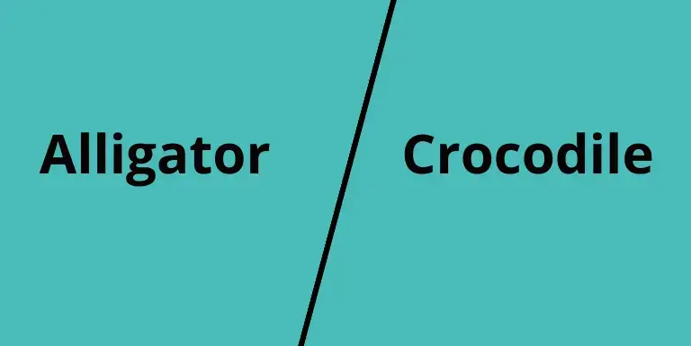 difference between alligator and crocodile