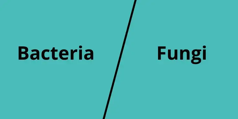 difference between bacteria and fungi