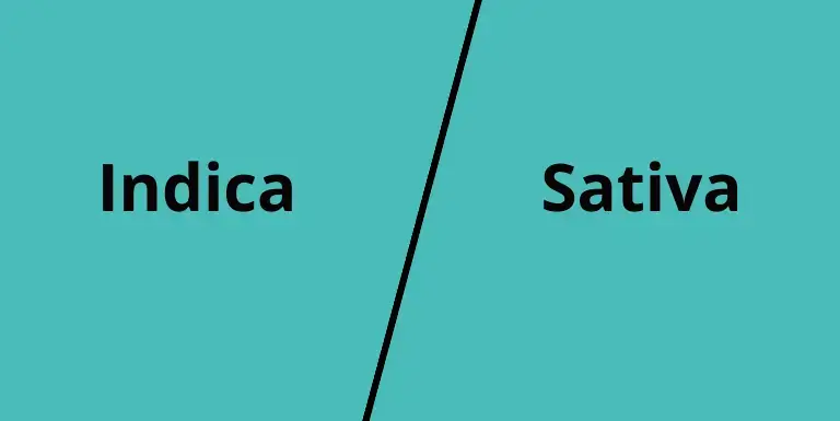 difference between indica and sativa