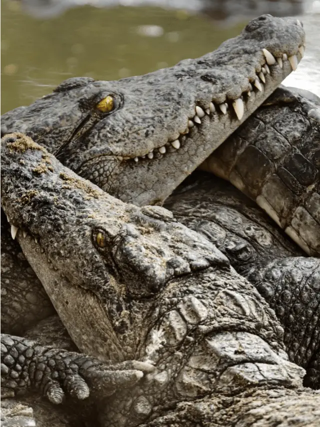 Difference between Alligator and Crocodile